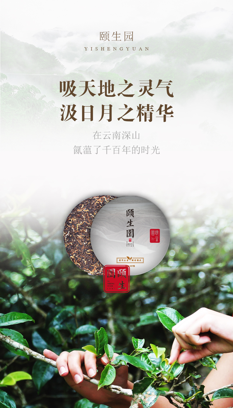 推广茶的微信海报图图31