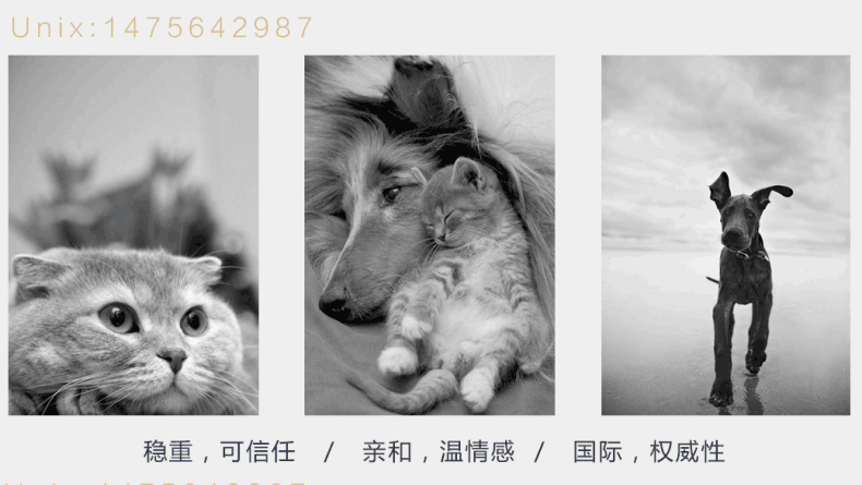 petjoy宠物产品LOGO 全球180个国家注册图0