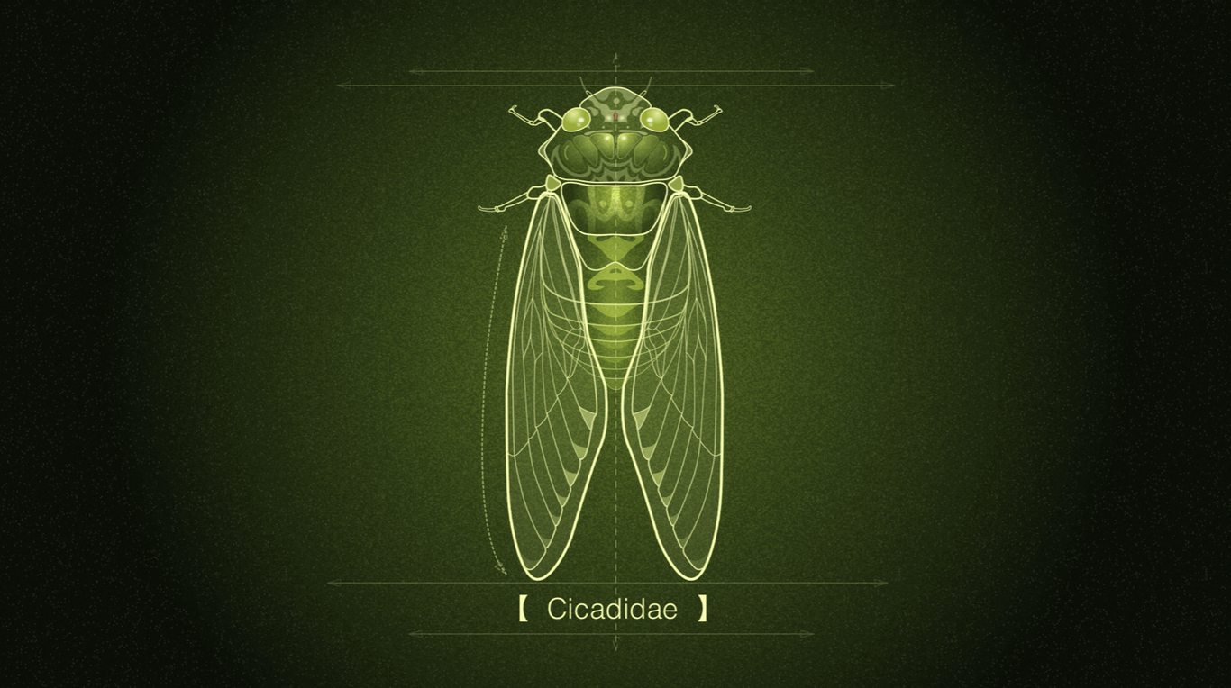 動(dòng)物插畫-cicadidae插畫圖0