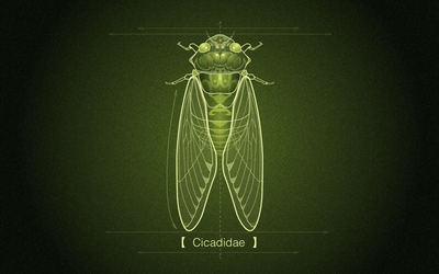 动物插画-cicadidae插画