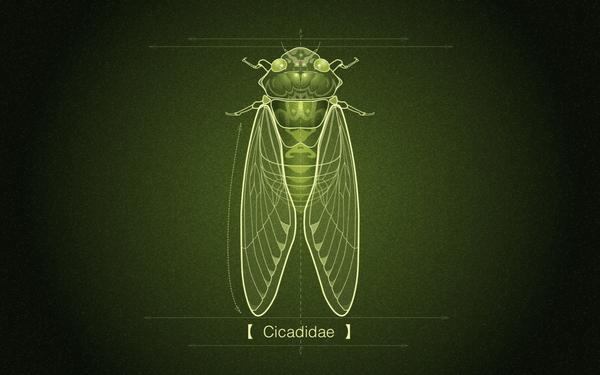 動(dòng)物插畫-cicadidae插畫