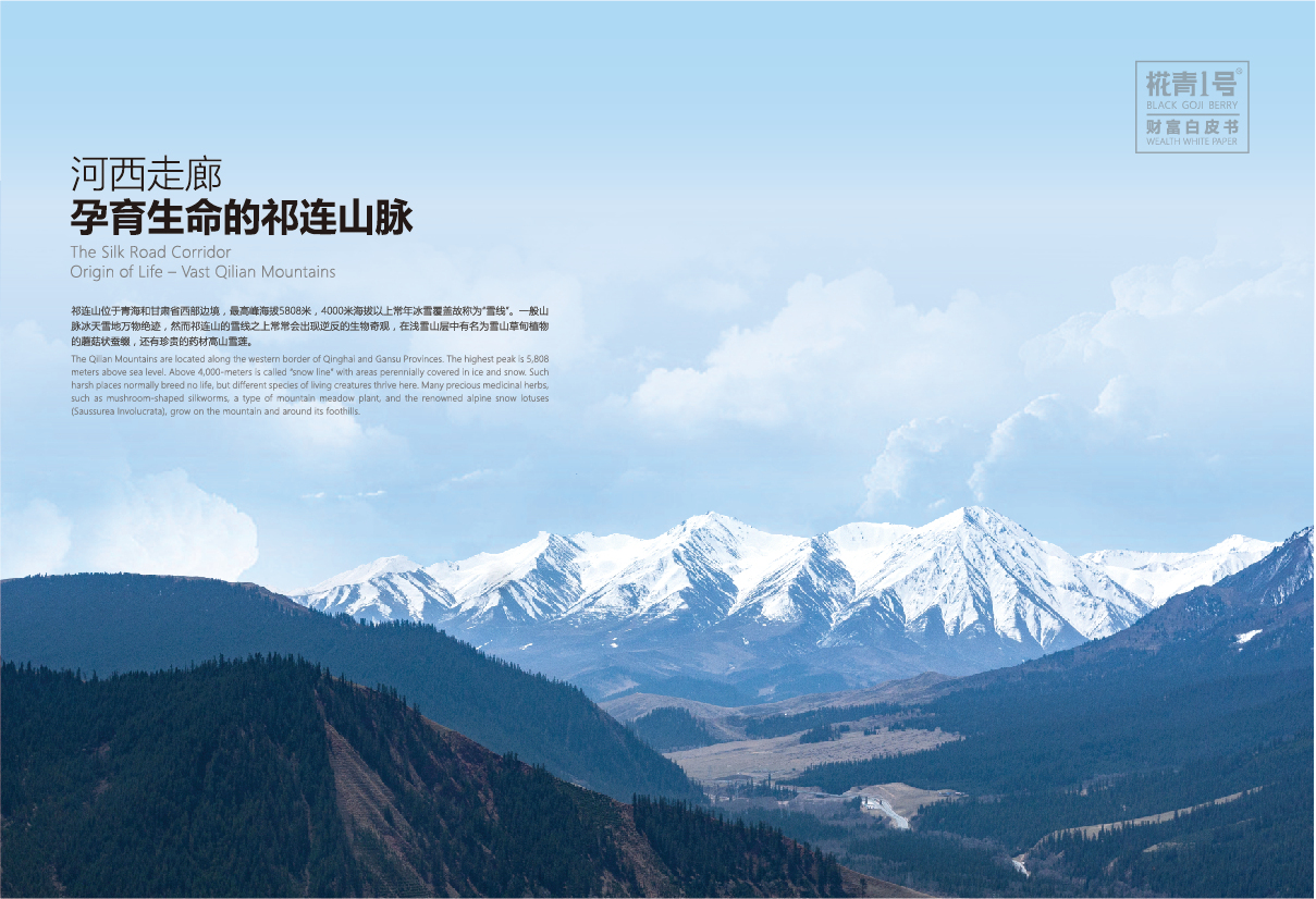 黑枸杞画册设计图4