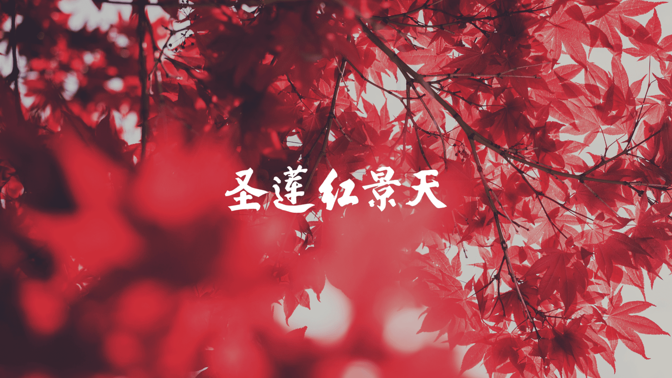 圣蓮紅景天 - 紅景天片圖13