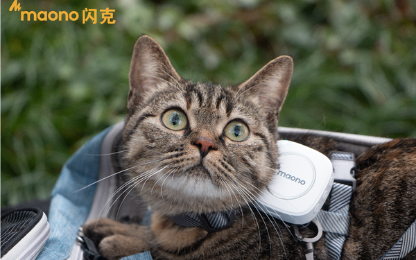 閃克新款WM820一拖二無(wú)線(xiàn)麥克風(fēng)