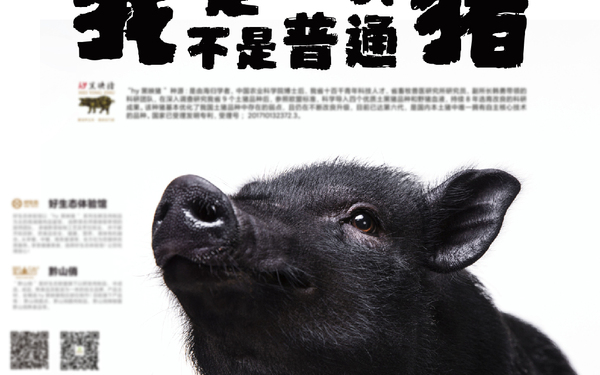 hy黑映猪IP设计