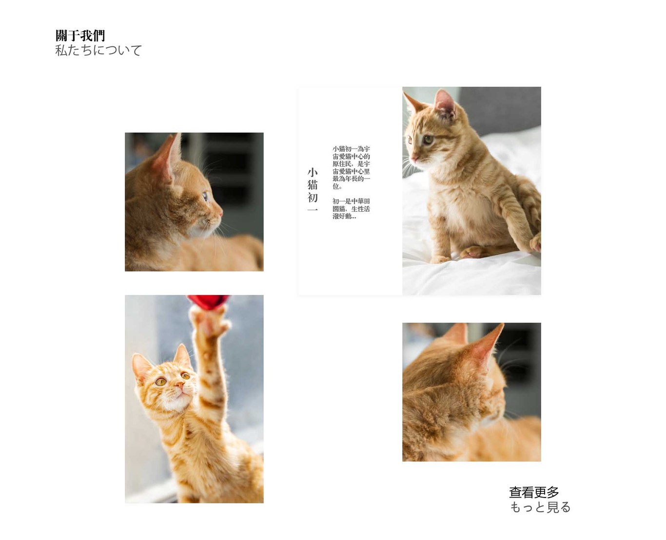 猫咪公益官网图1