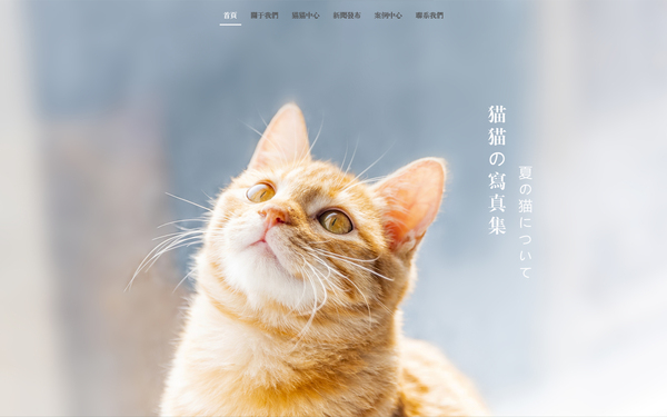 猫咪公益官网