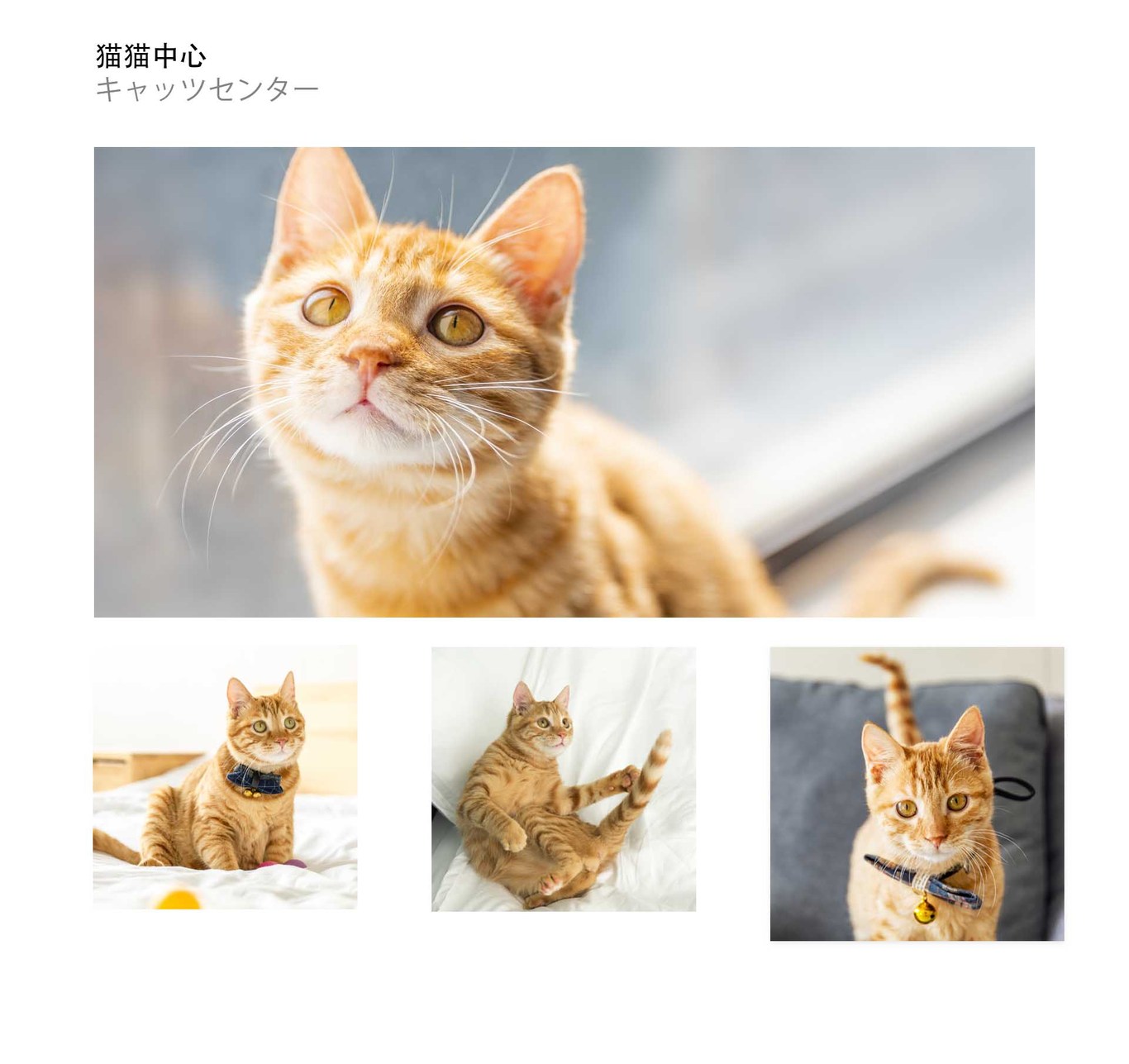 猫咪公益官网图2