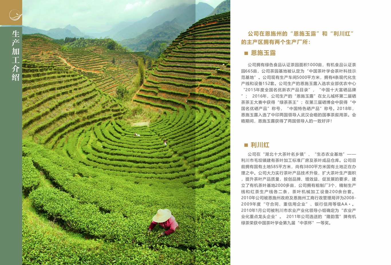 茶叶画册图11