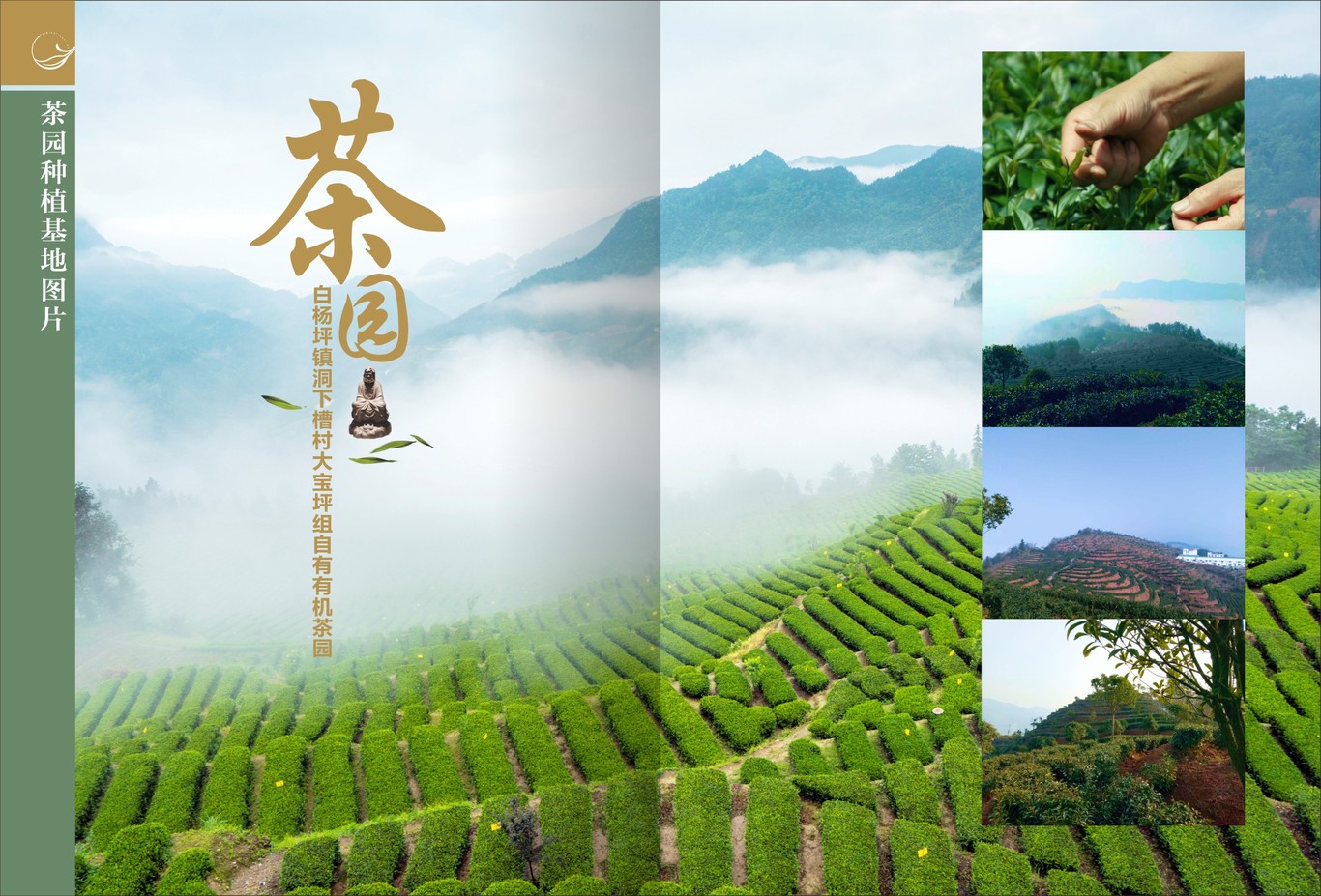 茶叶画册图12