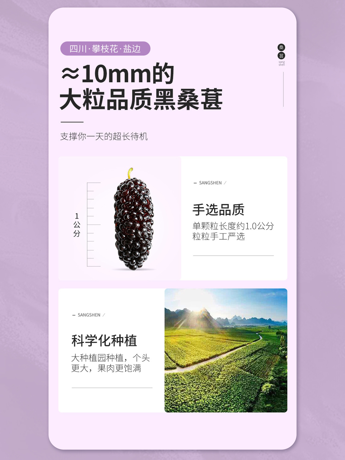 桑葚干详情页案例展示图2