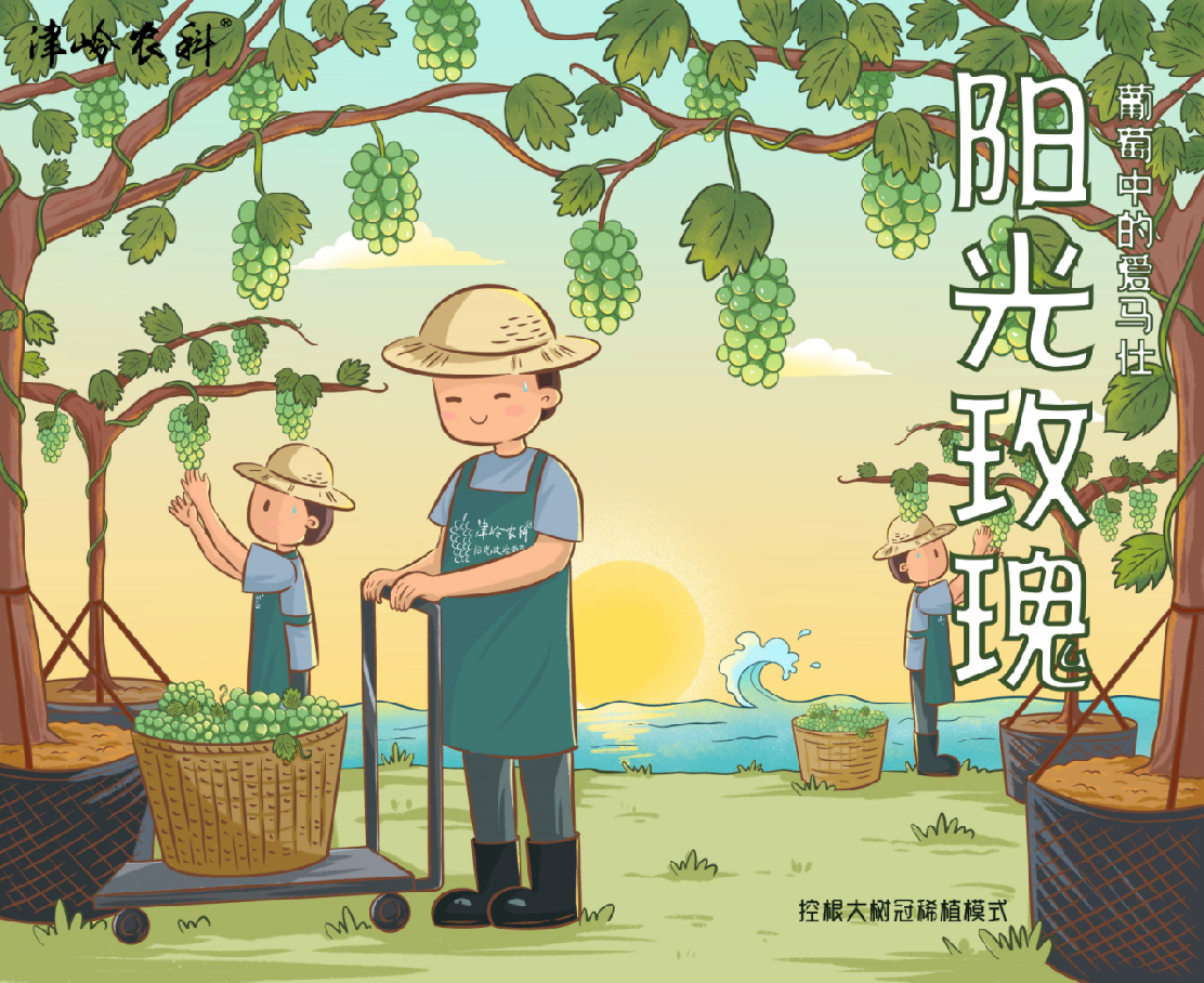 阳光玫瑰包装盒插画设计图0
