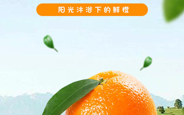 秭歸夏橙詳情頁