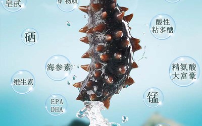 海参宣传图