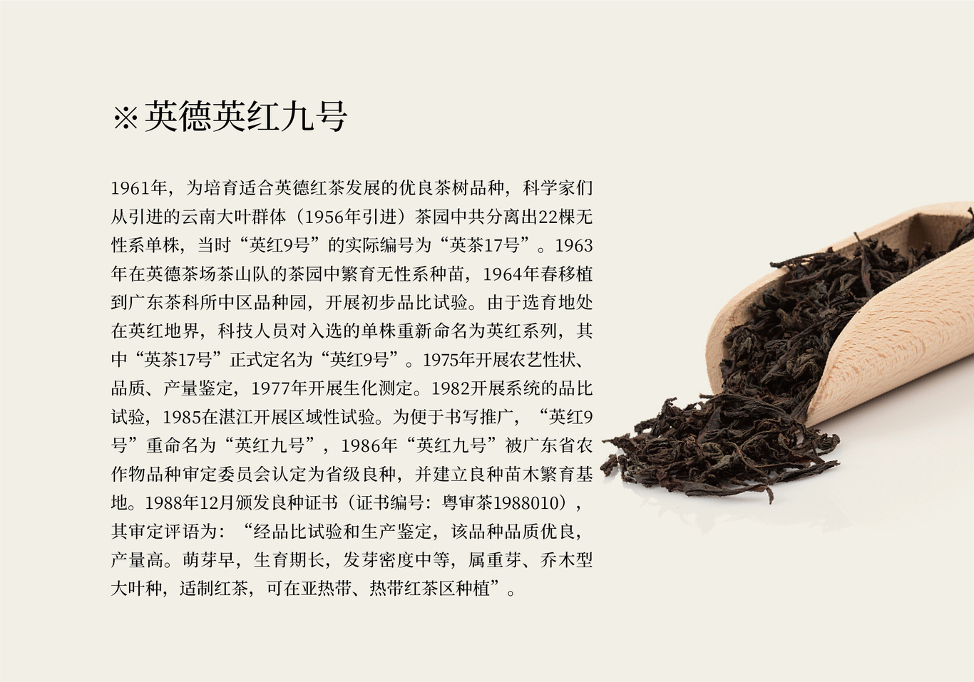 怡品茗英紅九號(hào)茶包裝設(shè)計(jì)方案圖4