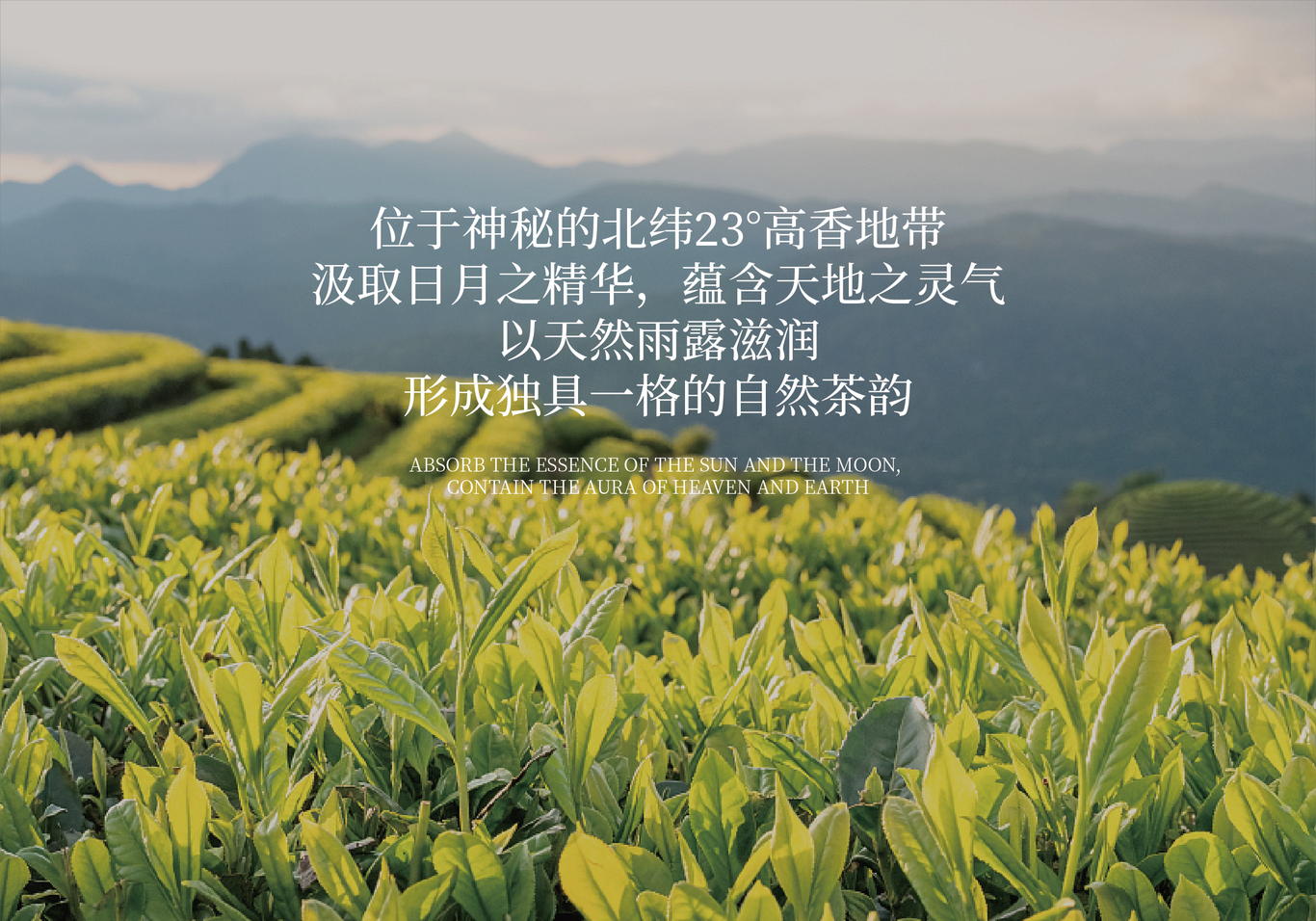 怡品茗英紅九號(hào)茶包裝設(shè)計(jì)方案圖9