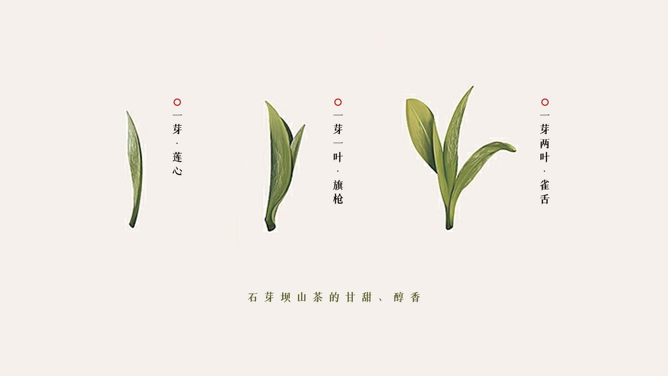 石芽壩茶葉LOGO圖2