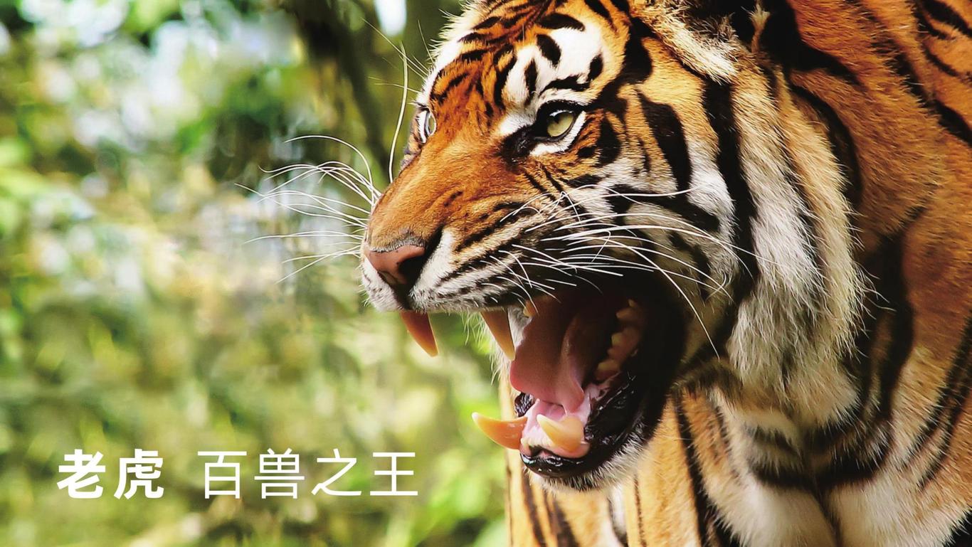 虎彩集團品牌形象設計圖1