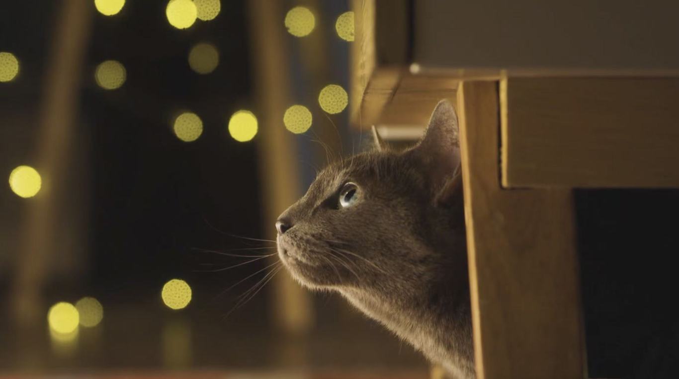 希宝宠物广告TVC图2