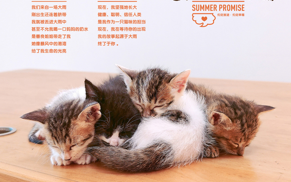领养猫咪公益海报