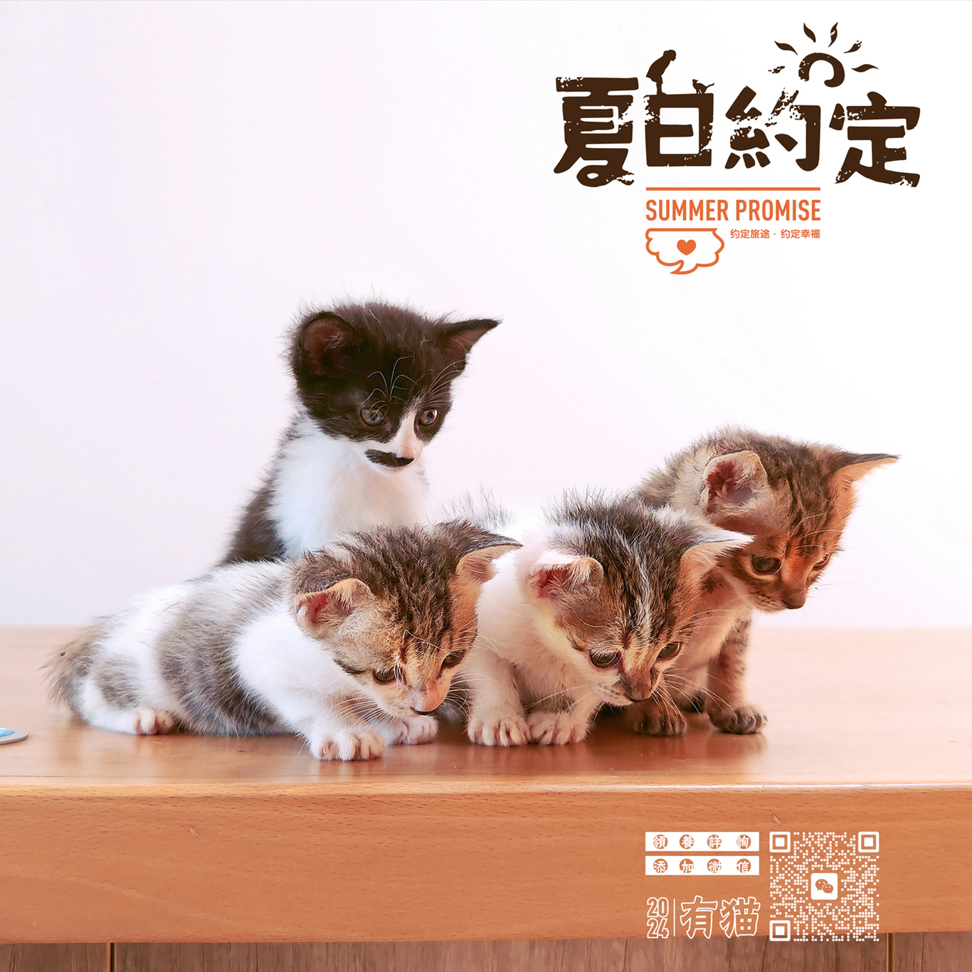 領養貓咪公益海報圖4