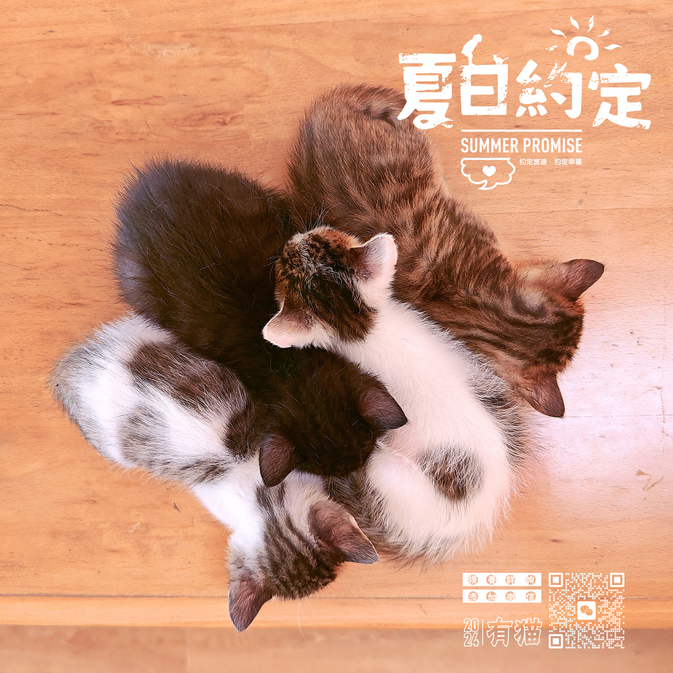 領養貓咪公益海報圖3