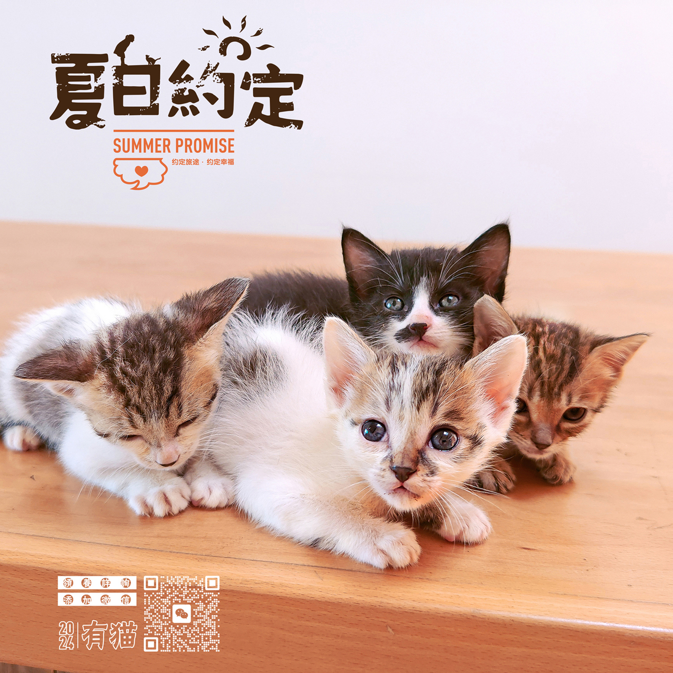 領養貓咪公益海報圖7
