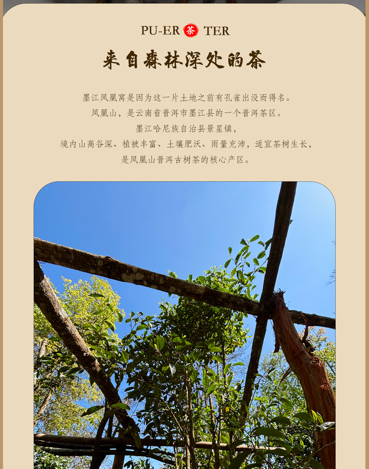 普洱茶詳情頁圖1