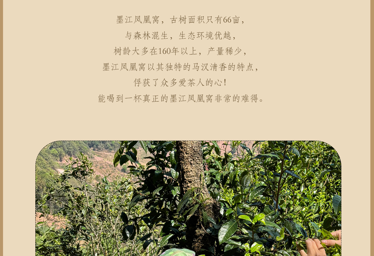 普洱茶詳情頁圖11