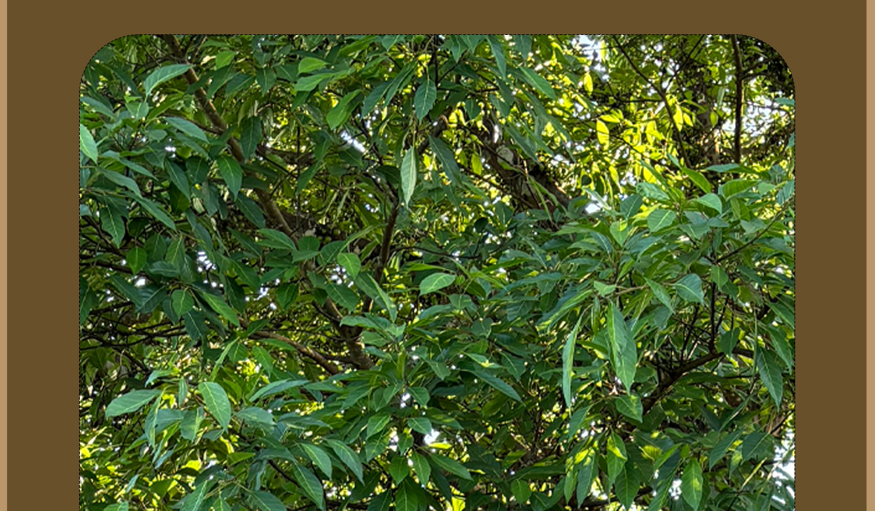 普洱茶詳情頁圖14