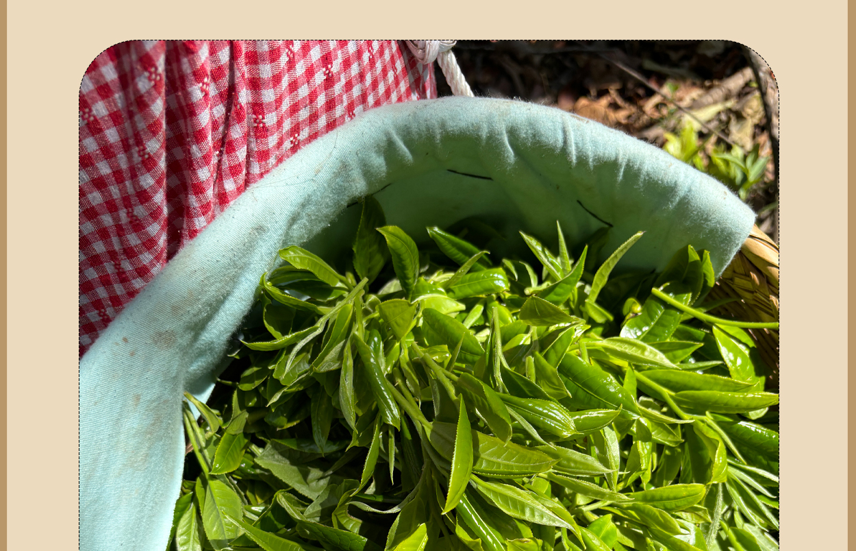 普洱茶詳情頁圖9