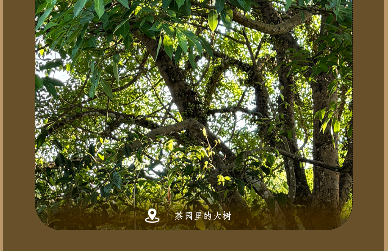 普洱茶詳情頁圖15