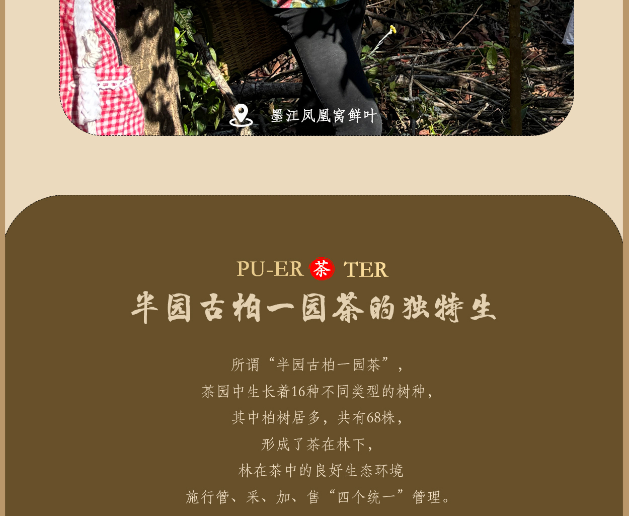 普洱茶詳情頁圖13