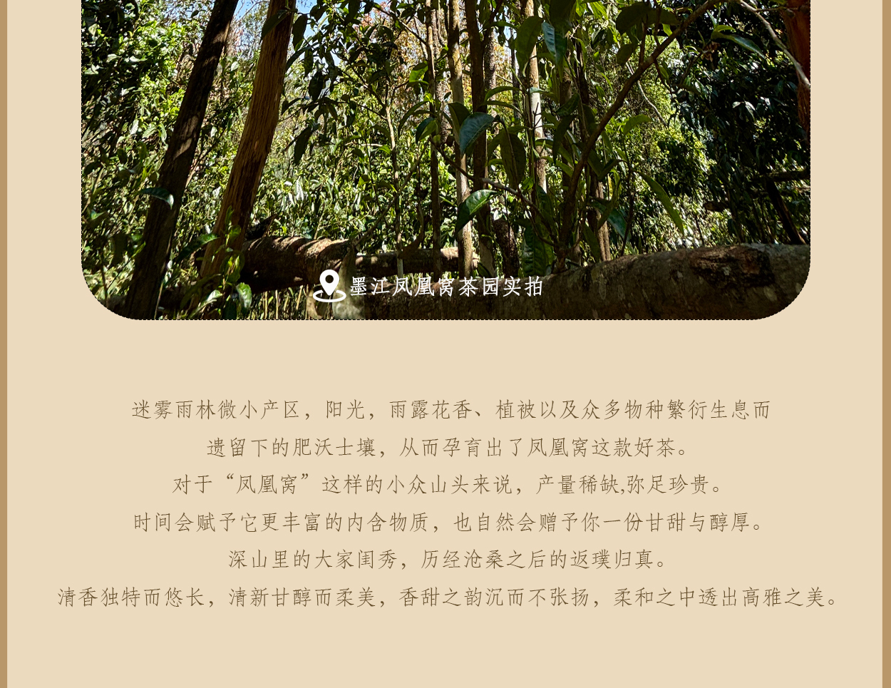 普洱茶詳情頁圖2