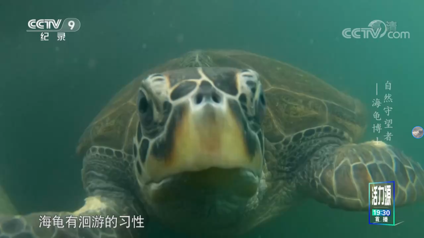 《海龟博士》图2