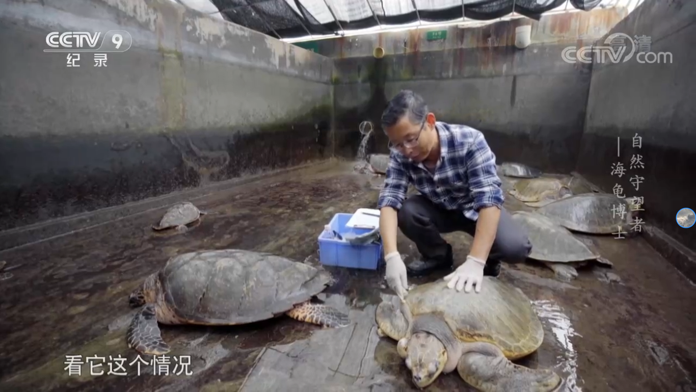 《海龟博士》图0