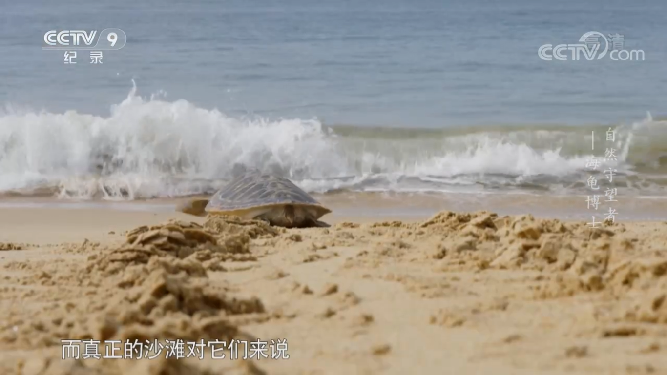 《海龟博士》图5