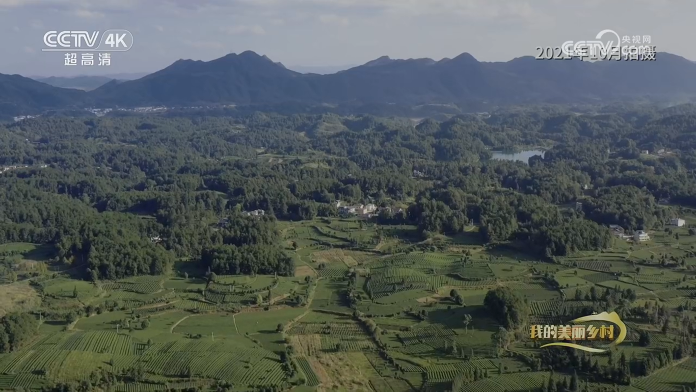 央视CCTV17纪录片《美丽茶乡田坝社》拍摄制作图2