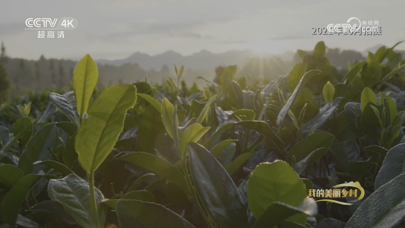 央视CCTV17纪录片《美丽茶乡田坝社》拍摄制作图5