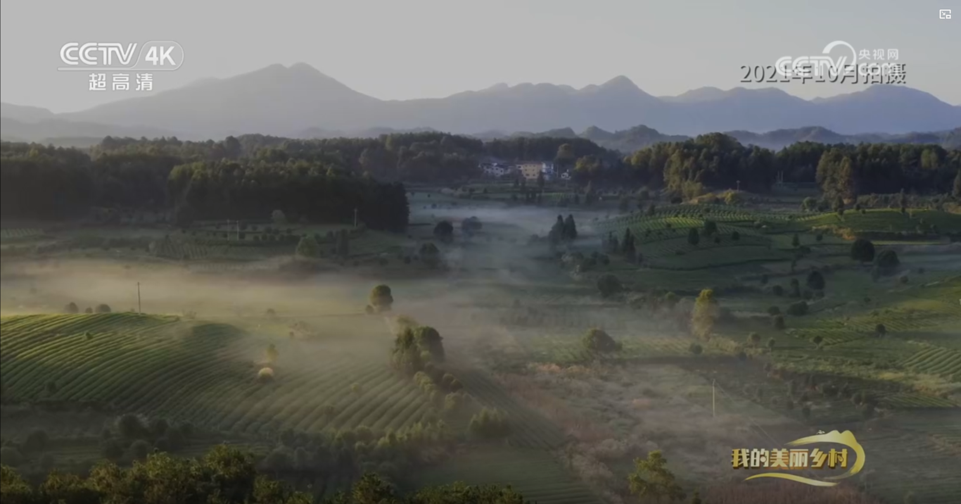 央视CCTV17纪录片《美丽茶乡田坝社》拍摄制作图4