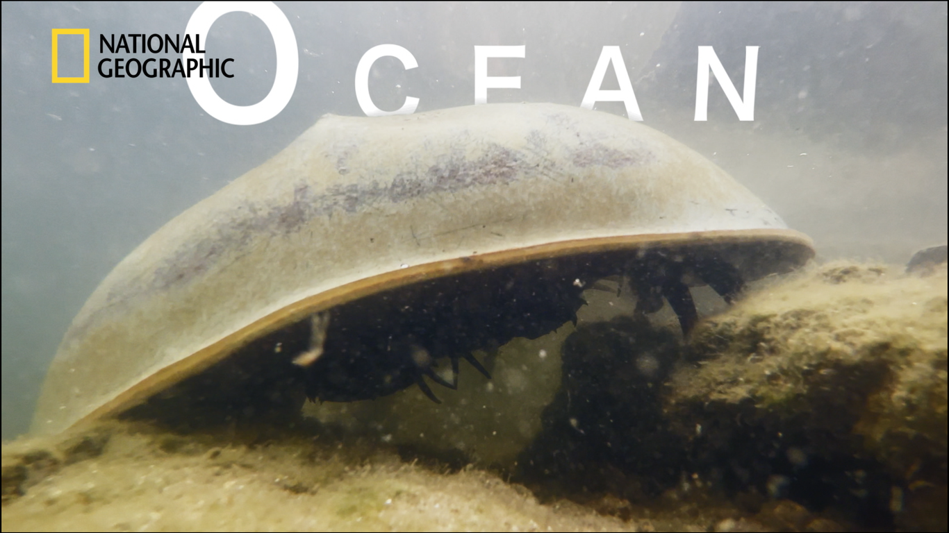 国家地理频道《来去海陆间》暨《雷声万物》国际版预告片制作图1