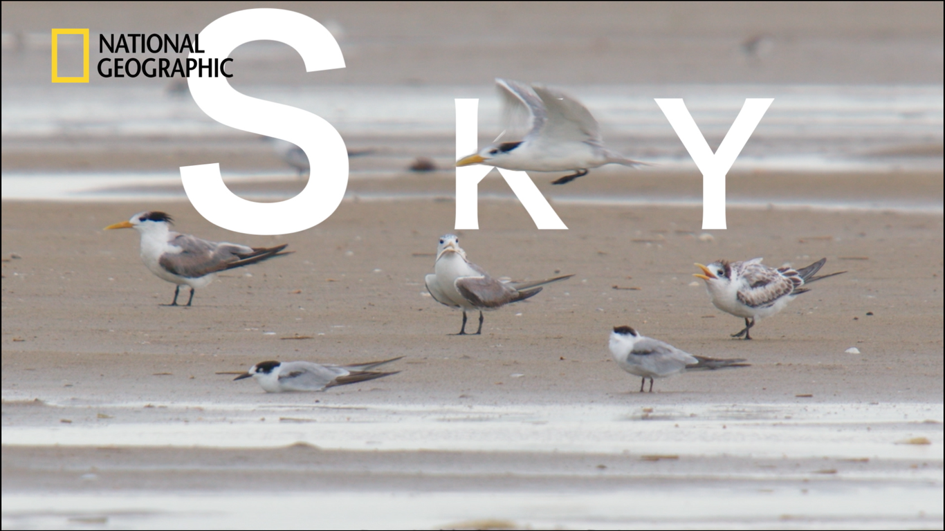 国家地理频道《来去海陆间》暨《雷声万物》国际版预告片制作图3