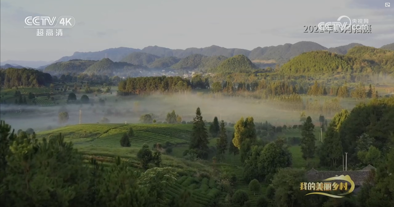 央视CCTV17纪录片《美丽茶乡田坝社》拍摄制作图7