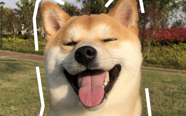 宠物ip宣传物及美陈展海报创作