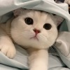 安安-