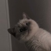壹森