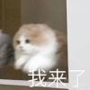 十五楼养的牛牛