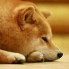 一只霸气总柴