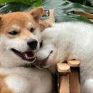 小辉HQH